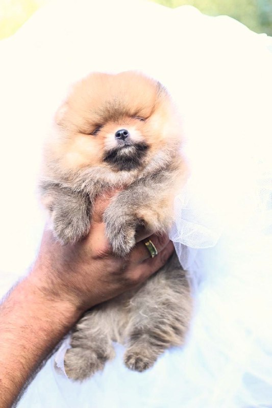 Trunny Pomeranian