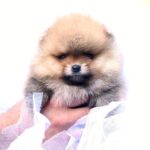 Alais Pomeranian