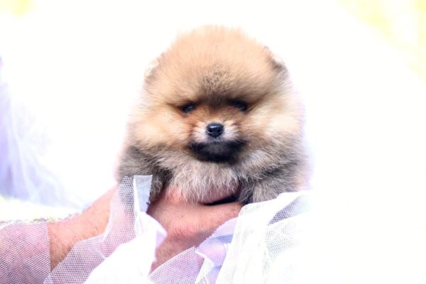 Trunny Pomeranian
