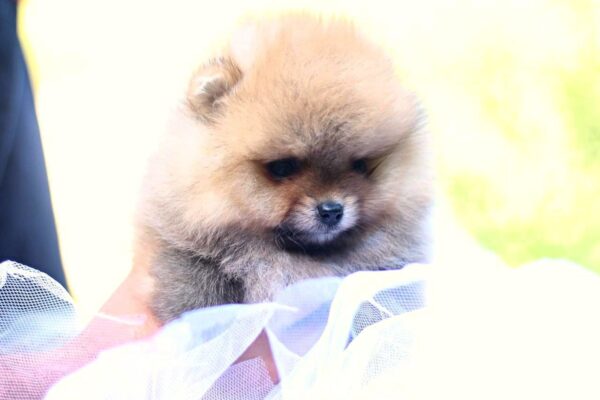 Trunny Pomeranian