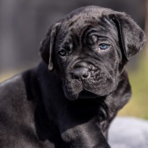 Uganda Cane Corso