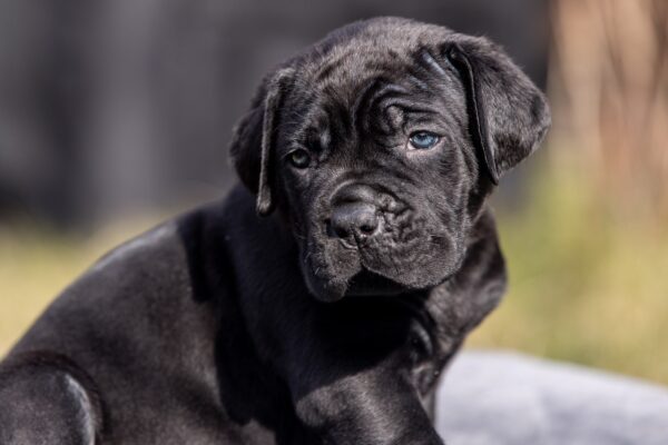Uganda Cane Corso