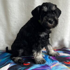Ullie Miniature Schnauzer