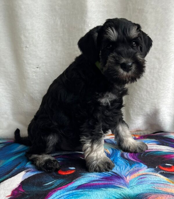 Ullie Miniature Schnauzer