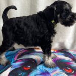 Ullie-male-miniature-schnauzer-puppy-for-sale-1 (2)
