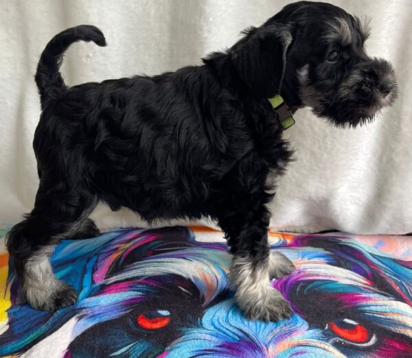 Ullie Miniature Schnauzer