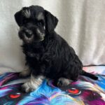 Ullie-male-miniature-schnauzer-puppy-for-sale-1 (3)