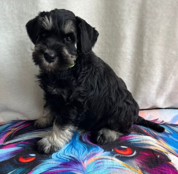 Ullie Miniature Schnauzer