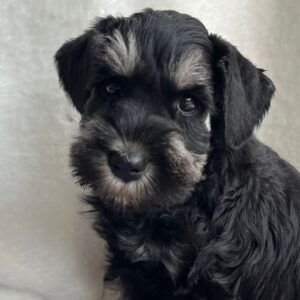 Ullie Miniature Schnauzer