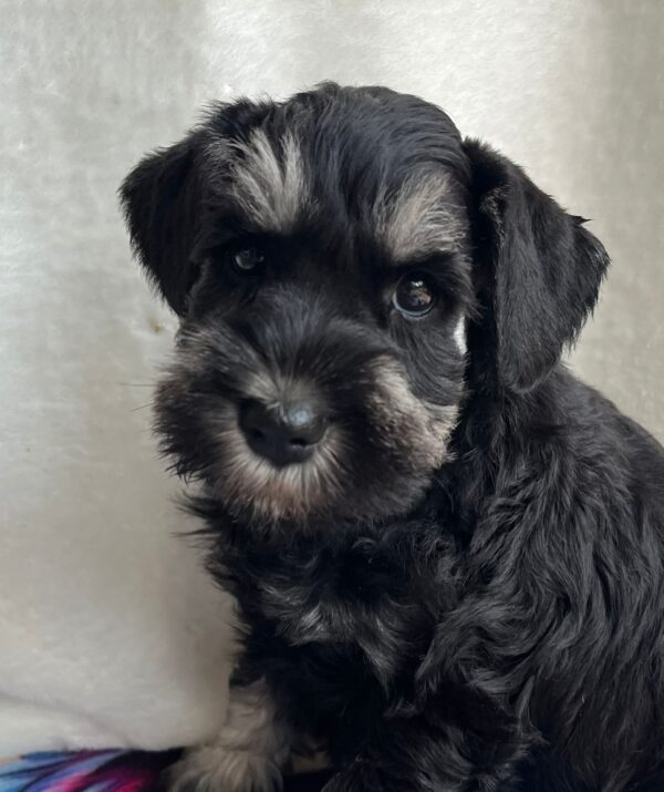 Ullie Miniature Schnauzer