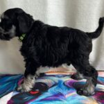 Ullie-male-miniature-schnauzer-puppy-for-sale-1 (5)