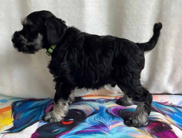 Ullie Miniature Schnauzer