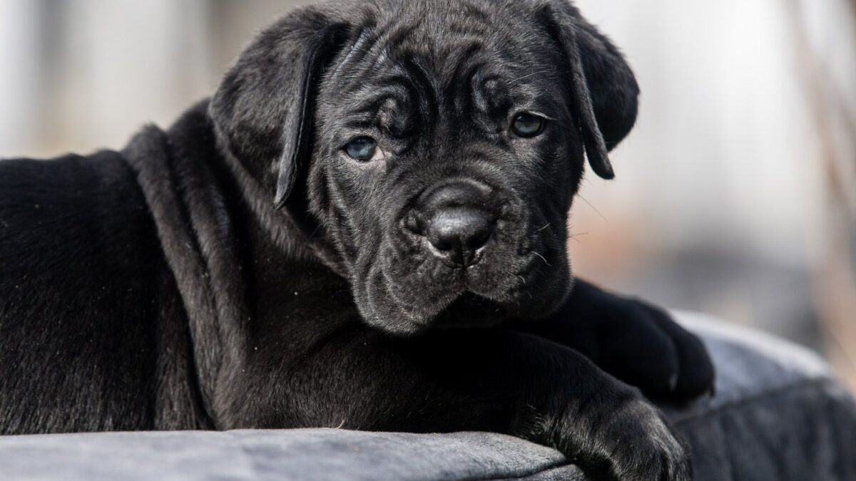 Cane Corso Dogs and Puppies for sale