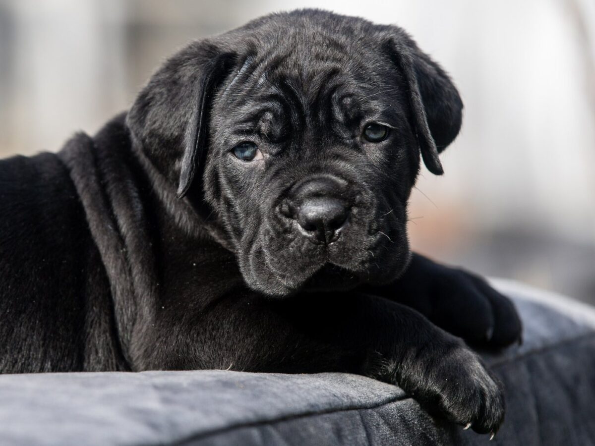 Cane Corso Dogs and Puppies for sale