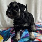 Urley-male-miniature-schnauzer-puppy-for-sale-1 (1)