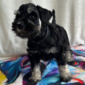 Urley Miniature Schnauzer