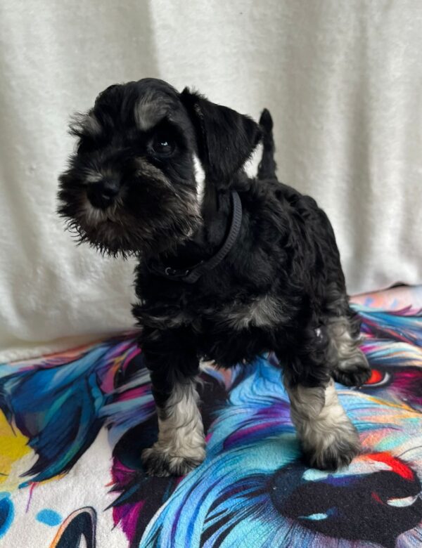 Urley Miniature Schnauzer