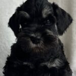 Urley-male-miniature-schnauzer-puppy-for-sale-1 (2)
