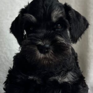 Urley Miniature Schnauzer