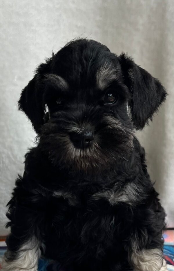 Urley Miniature Schnauzer