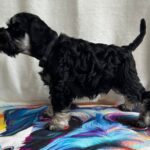 Urley-male-miniature-schnauzer-puppy-for-sale-1 (3)