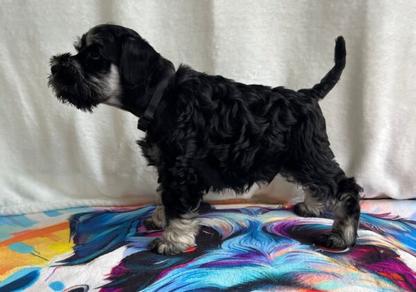 Urley Miniature Schnauzer