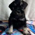 Urley-male-miniature-schnauzer-puppy-for-sale-1 (4)
