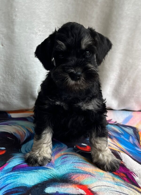 Urley Miniature Schnauzer