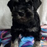 Urley-male-miniature-schnauzer-puppy-for-sale-1 (5)
