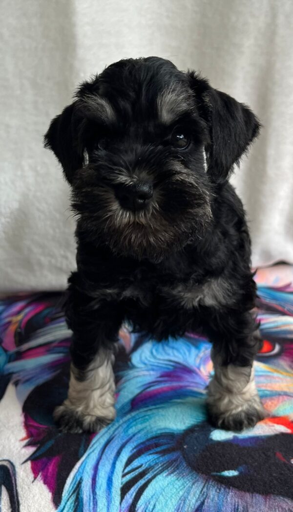 Urley Miniature Schnauzer