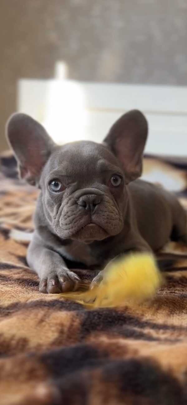 Vanilla French Bulldog