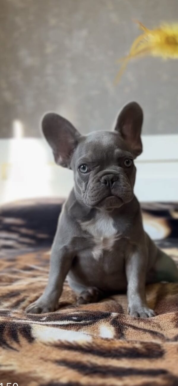 Vanilla French Bulldog