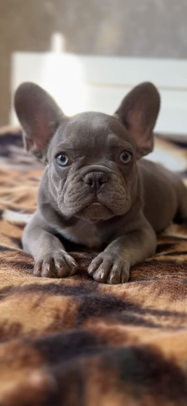 Vanilla French Bulldog