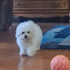 Foxy Bichon Frise