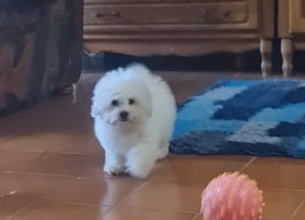 Foxy Bichon Frise