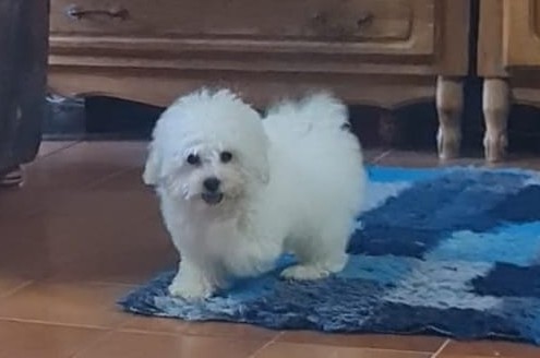 Foxy Bichon Frise