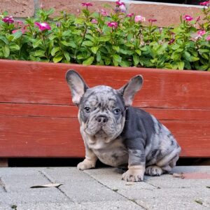 Foster French Bulldog