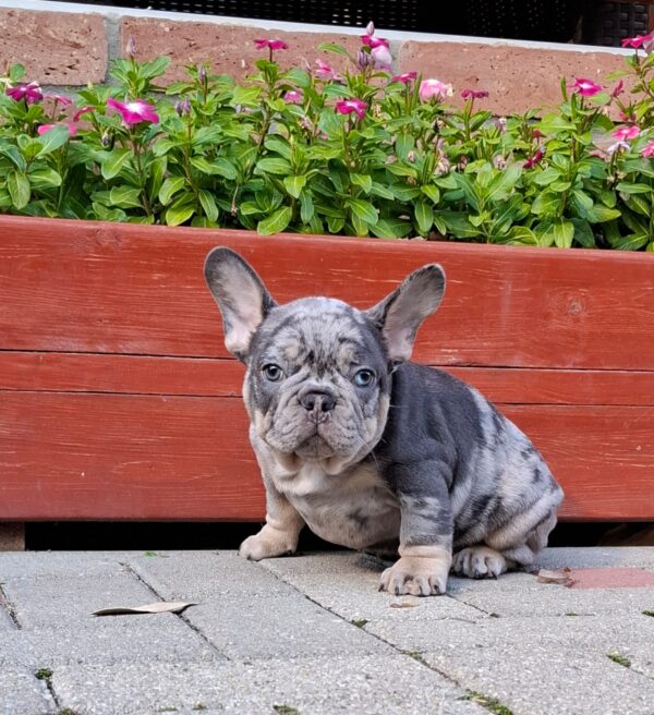 Foster French Bulldog