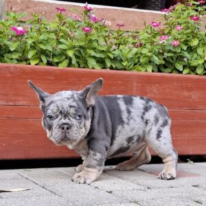 Foster French Bulldog