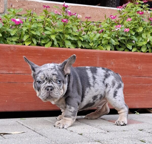 Foster French Bulldog