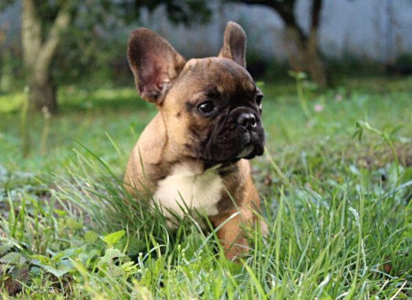Winston French Bulldog