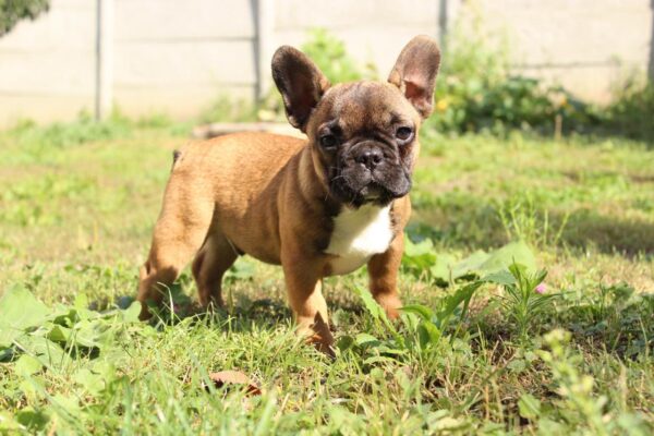 Winston French Bulldog
