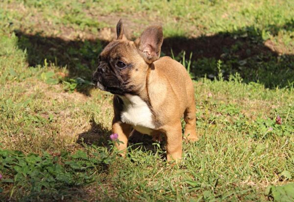 Winston French Bulldog