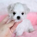 YOSHI-male-Maltese-puppy-for-sale-1
