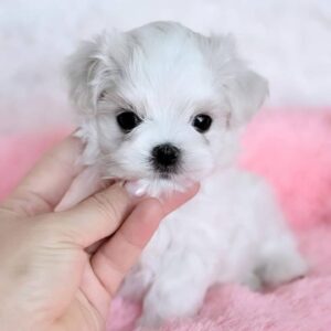 Yoshi Maltese