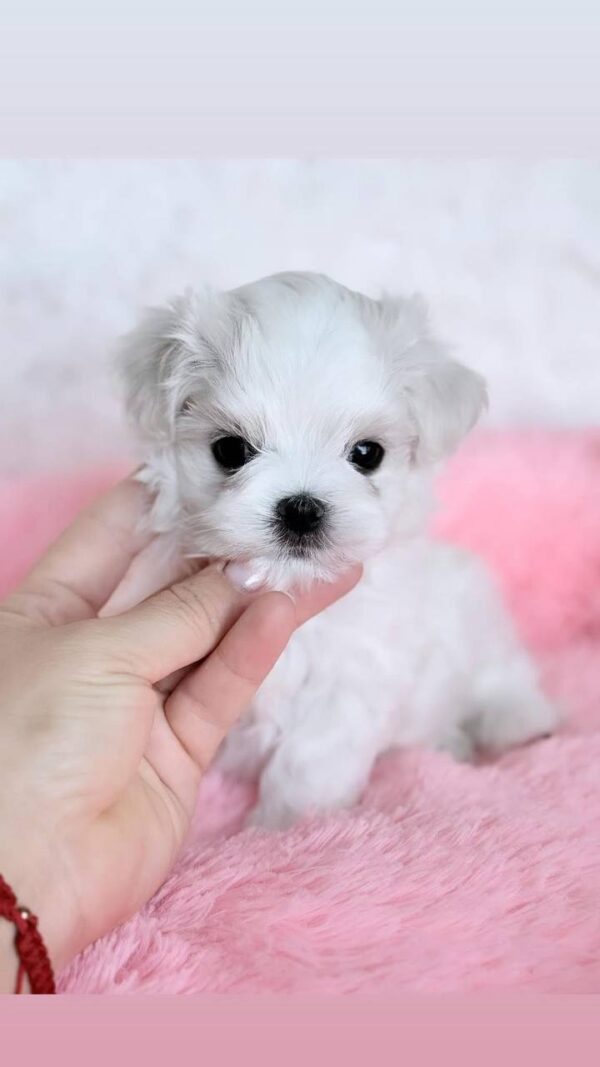 Yoshi Maltese