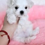 YOSHI-male-Maltese-puppy-for-sale-2
