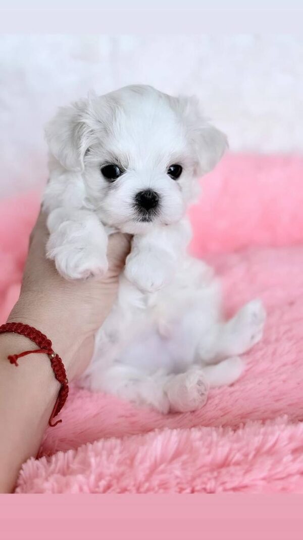 Yoshi Maltese