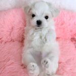 YOSHI-male-Maltese-puppy-for-sale-3