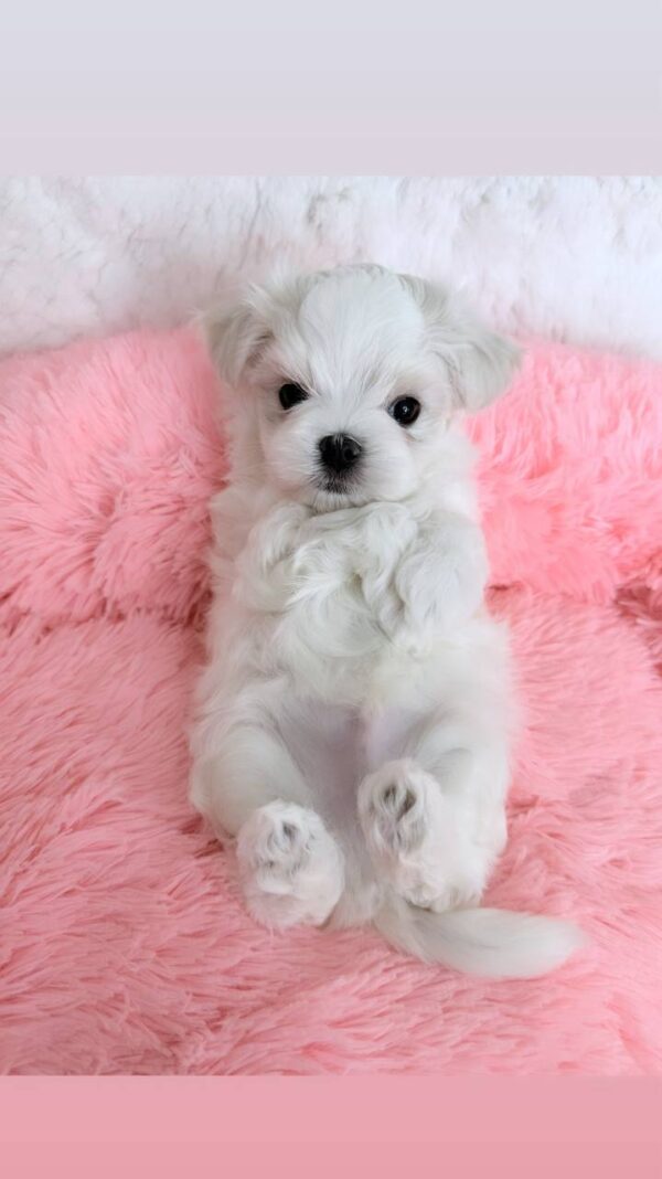 Yoshi Maltese